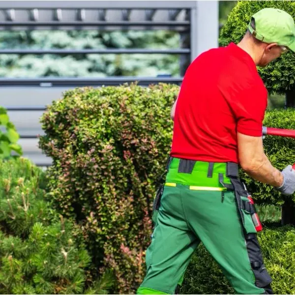 Tree Trimming