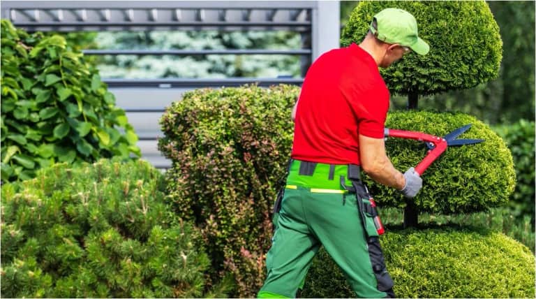 Tree Trimming