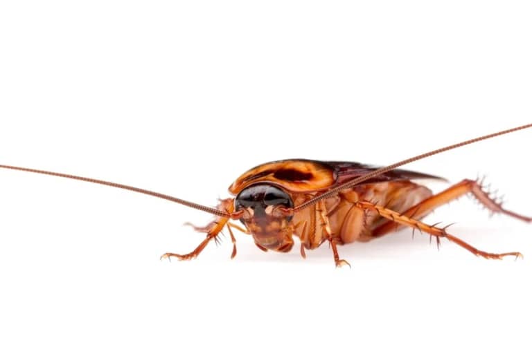 Pest Control