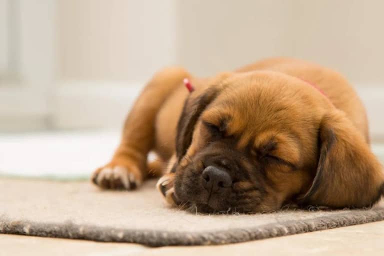 Pet Stain and Odour Removal