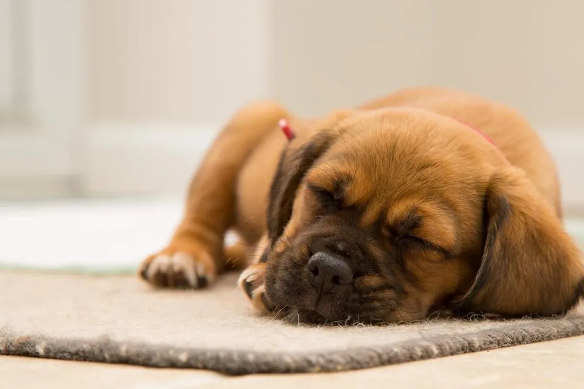 Pet Stain and Odour Removal